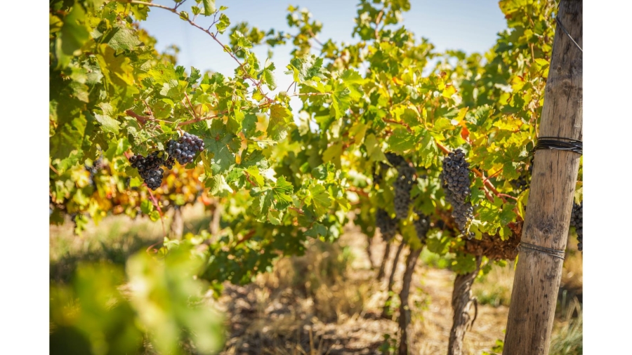 Commercial Property for Sale in Wolseley Western Cape